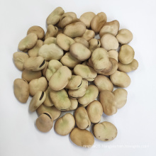 High quality fava beans non gmo Qinghai origin hps grade